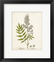 Framed 'Antique Herb Botanical III' border=