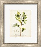 Framed 'Antique Herb Botanical IV' border=