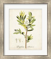 Framed 'Antique Herb Botanical IV' border=