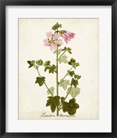 Antique Herb Botanical V Framed Print