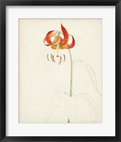 Watercolor Botanical Sketches I Framed Print