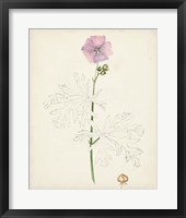 Watercolor Botanical Sketches III Framed Print