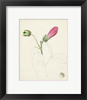 Framed 'Watercolor Botanical Sketches IV' border=