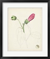 Framed 'Watercolor Botanical Sketches IV' border=