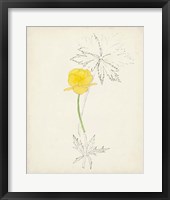 Watercolor Botanical Sketches VII Framed Print