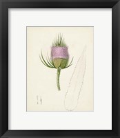 Framed 'Watercolor Botanical Sketches VIII' border=