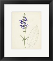 Framed 'Watercolor Botanical Sketches X' border=