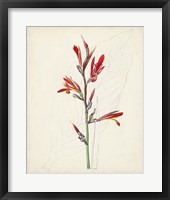 Watercolor Botanical Sketches XII Framed Print