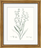 Framed 'Botanical Study in Sage I' border=