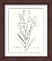 Framed 'Botanical Study in Sage I' border=