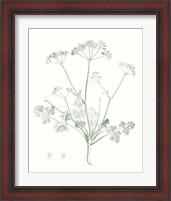 Framed 'Botanical Study in Sage IV' border=