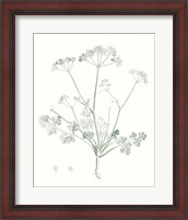 Framed 'Botanical Study in Sage IV' border=