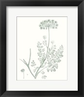 Framed 'Botanical Study in Sage V' border=