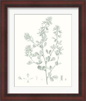 Framed 'Botanical Study in Sage VIII' border=