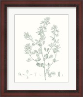 Framed 'Botanical Study in Sage VIII' border=