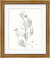 Framed 'Botanical Study in Sage IX' border=