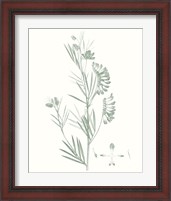 Framed 'Botanical Study in Sage IX' border=