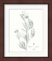 Framed 'Botanical Study in Sage IX' border=