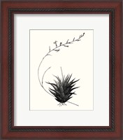 Framed 'Graphic Succulents I' border=