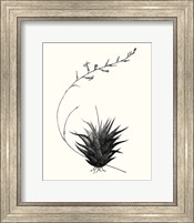 Framed 'Graphic Succulents I' border=