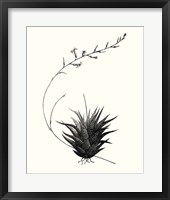 Graphic Succulents I Framed Print