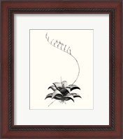 Framed 'Graphic Succulents II' border=