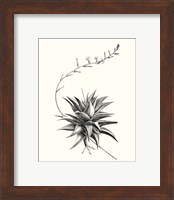 Framed 'Graphic Succulents III' border=