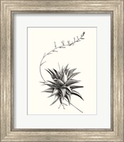 Framed 'Graphic Succulents III' border=