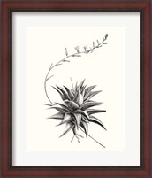 Framed 'Graphic Succulents III' border=