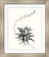 Framed 'Graphic Succulents III' border=