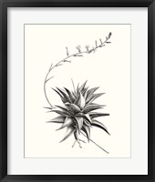 Framed 'Graphic Succulents III' border=