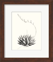 Framed 'Graphic Succulents IV' border=