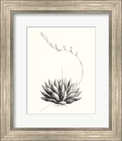 Framed 'Graphic Succulents IV' border=