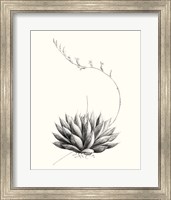 Framed 'Graphic Succulents IV' border=
