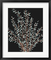 Framed Gunni Eucalyptus II