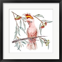 Pink Cockatoo I Framed Print