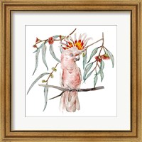 Framed 'Pink Cockatoo II' border=