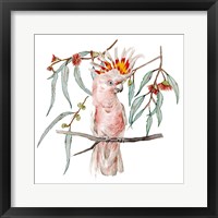 Framed 'Pink Cockatoo II' border=