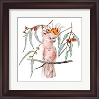 Framed 'Pink Cockatoo II' border=