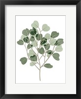 Framed Windy Eucalyptus II