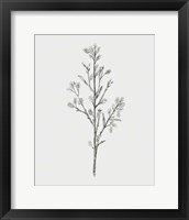 Framed 'Wild Stem II' border=