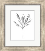 Framed 'Field Flower I' border=