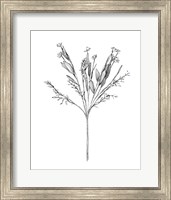 Framed 'Field Flower I' border=