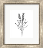 Framed 'Field Flower II' border=