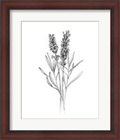 Framed 'Field Flower II' border=