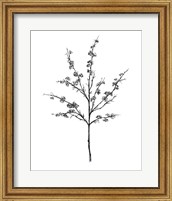 Framed 'Field Flower III' border=