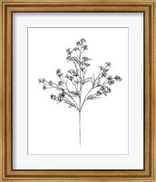 Framed 'Field Flower IV' border=