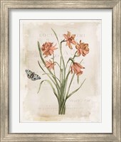 Framed 'Antiquarian Blooms V' border=