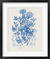 Flowering Plants IV Mid Blue Framed Print