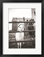 Framed Donkeys